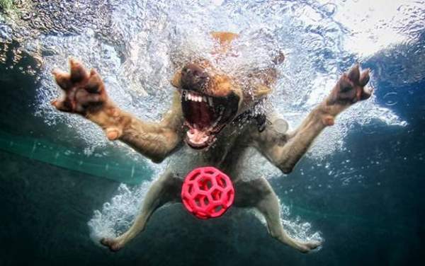 Shangrala's Dog Water Fetch