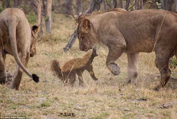 Shangrala's Fearless Animals