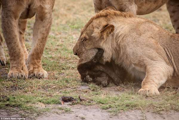 Shangrala's Fearless Animals