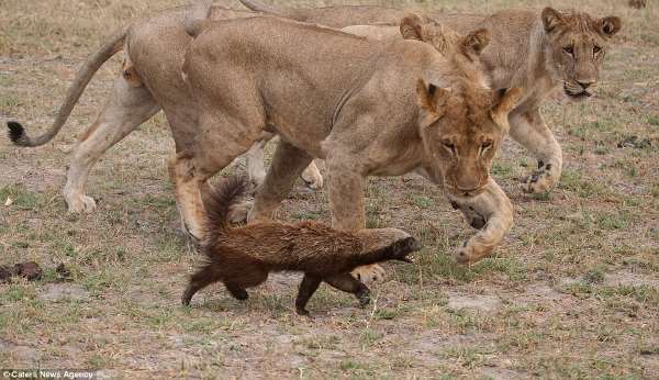 Shangrala's Fearless Animals