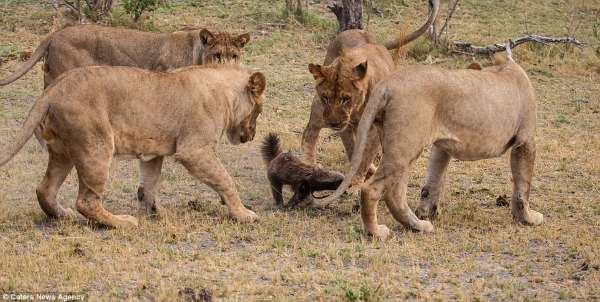 Shangrala's Fearless Animals