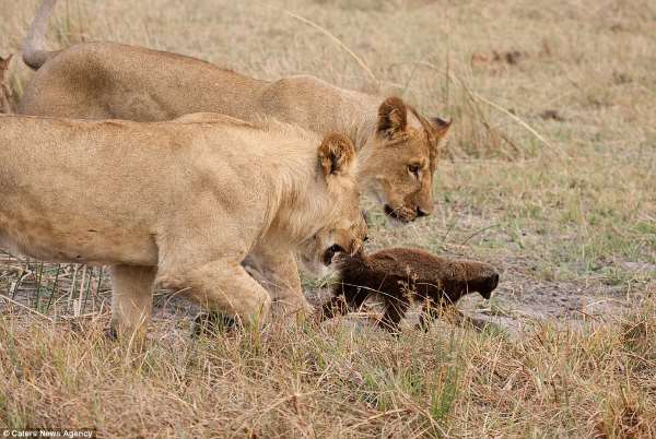 Shangrala's Fearless Animals