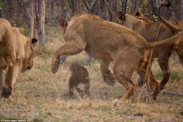 Shangrala's Fearless Animals