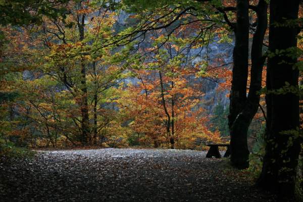 Shangrala's Forests Of The World