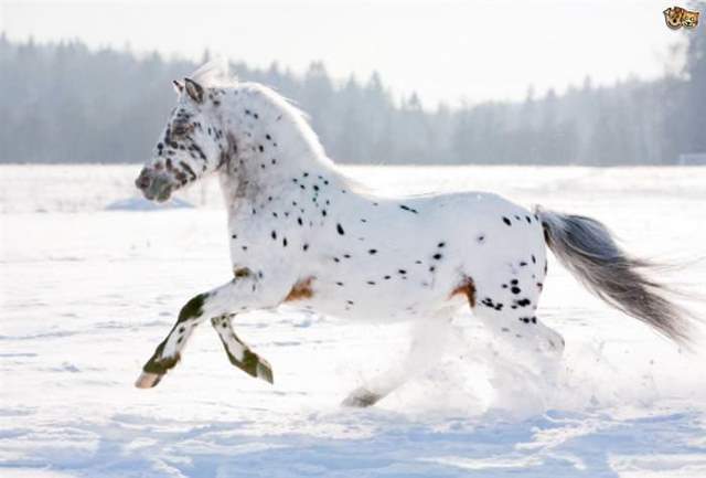 Shangrala's Beautiful Horses