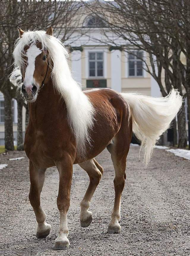 Shangrala's Beautiful Horses