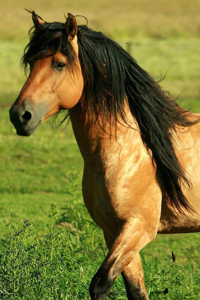 Shangrala's Beautiful Horses