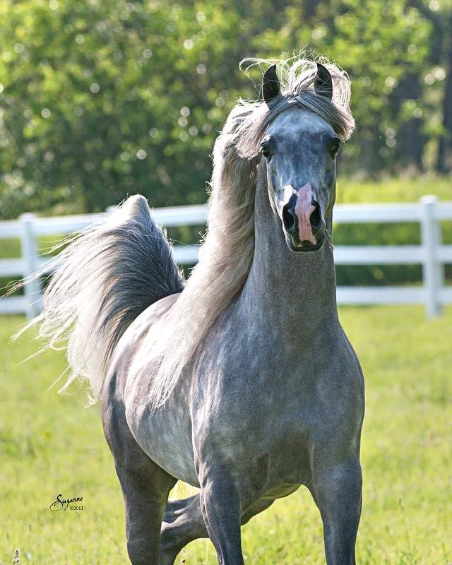 Shangrala's Beautiful Horses