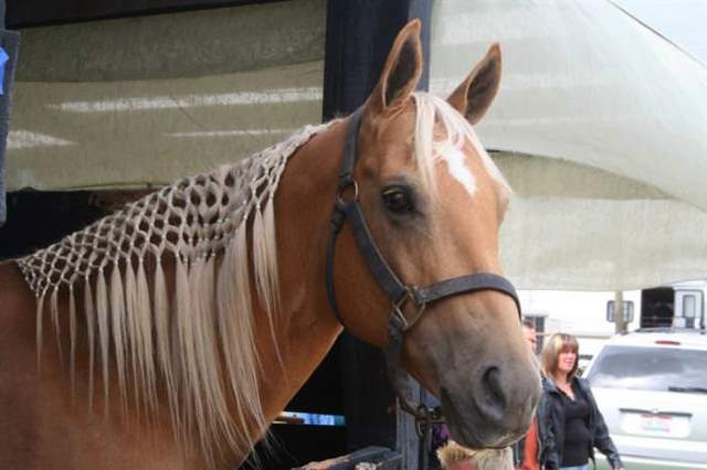 Shangrala's Beautiful Horses