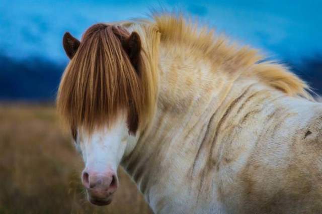 Shangrala's Beautiful Horses