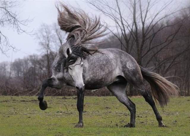 Shangrala's Beautiful Horses