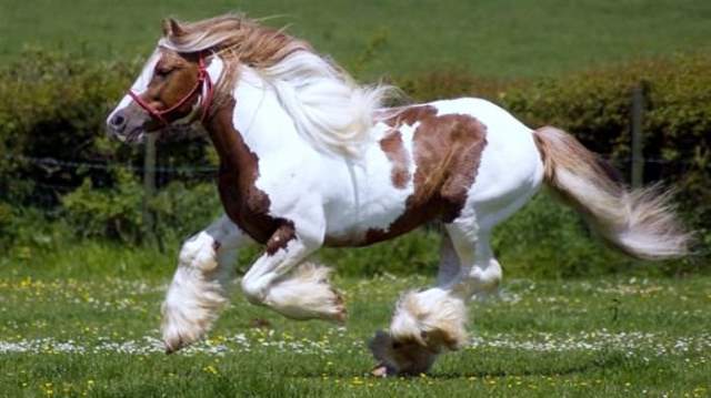 Shangrala's Beautiful Horses