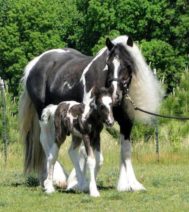 Shangrala's Beautiful Horses