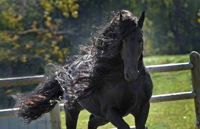 Shangrala's Beautiful Horses