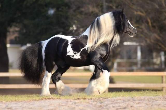 Shangrala's Beautiful Horses