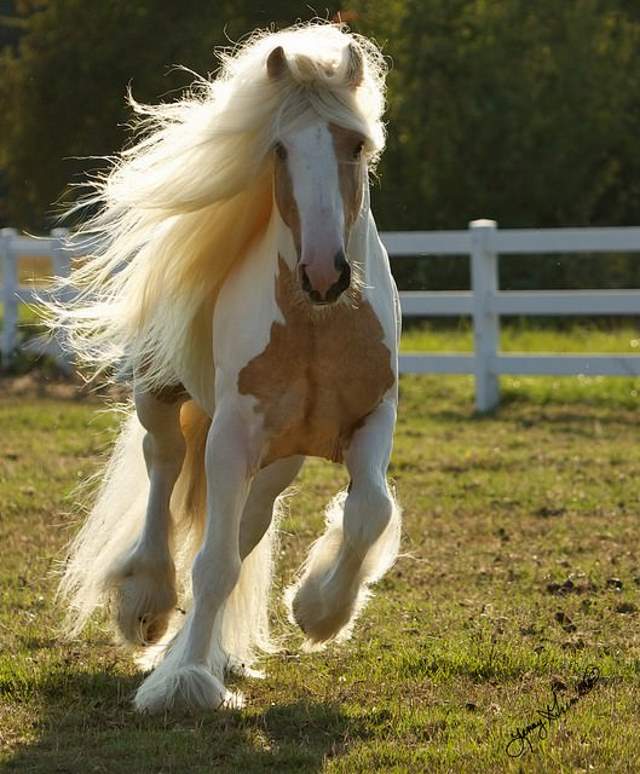 Shangrala's Beautiful Horses