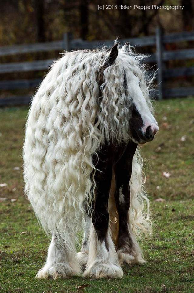 Shangrala's Beautiful Horses