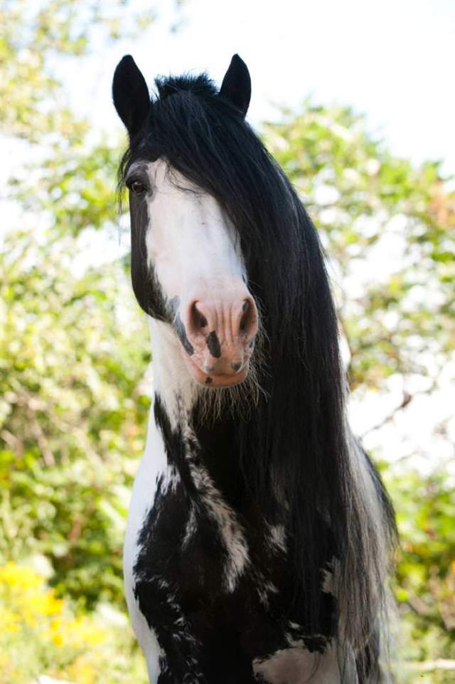 Shangrala's Beautiful Horses