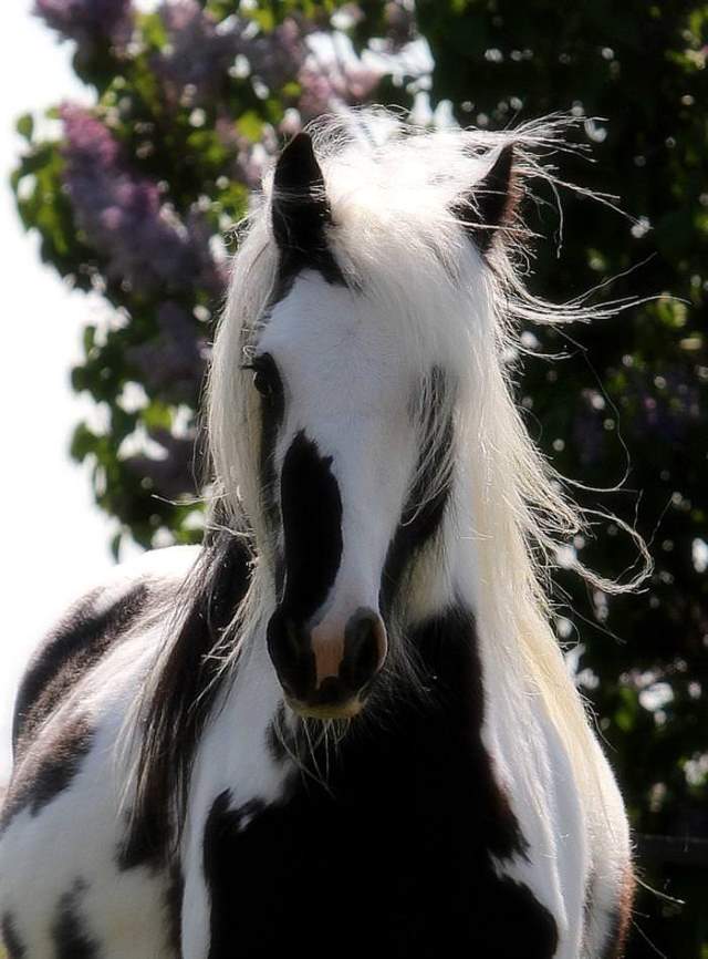 Shangrala's Beautiful Horses