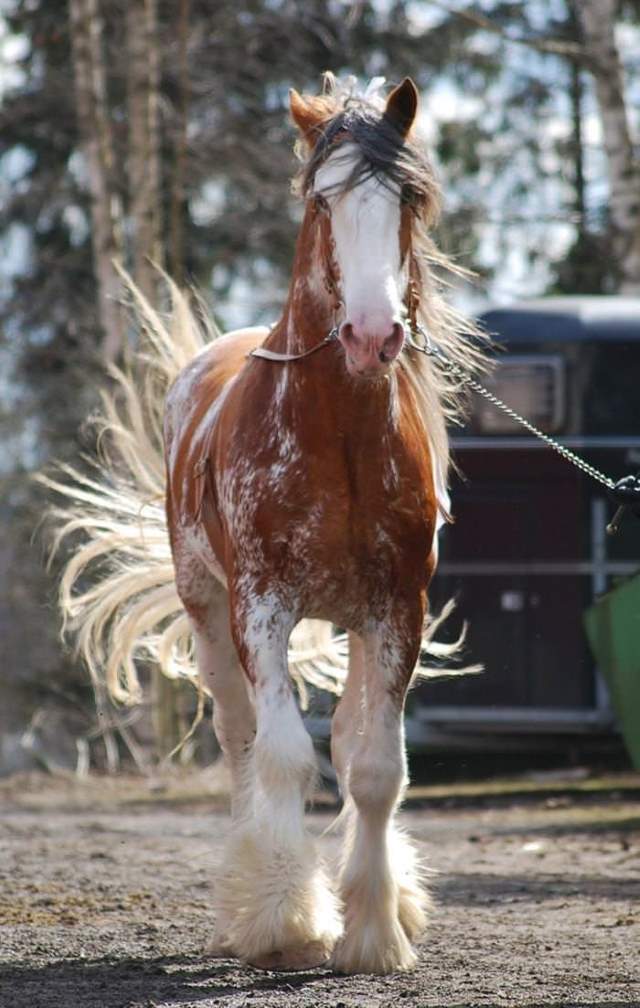 Shangrala's Beautiful Horses