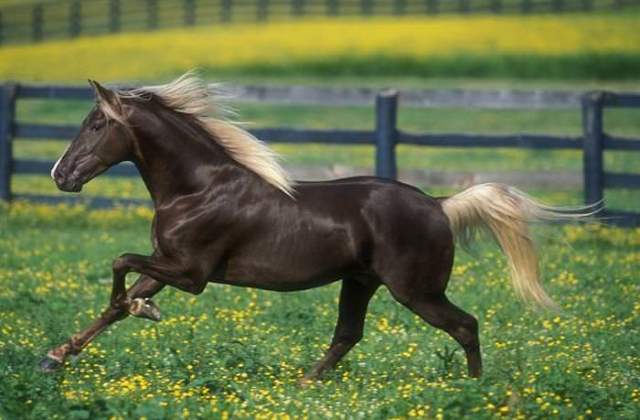 Shangrala's Beautiful Horses