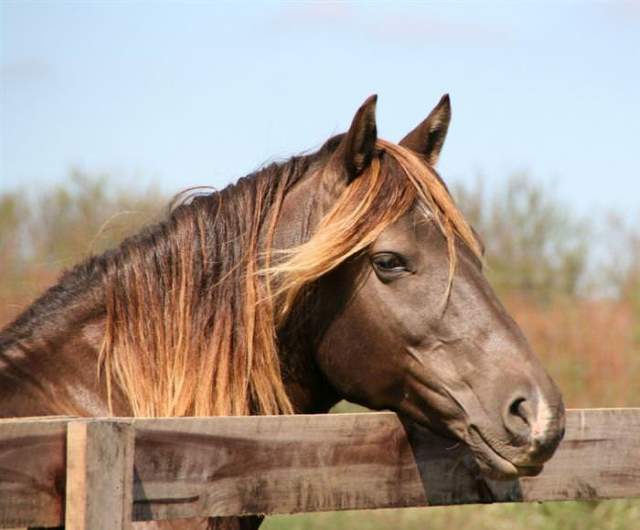 Shangrala's Beautiful Horses