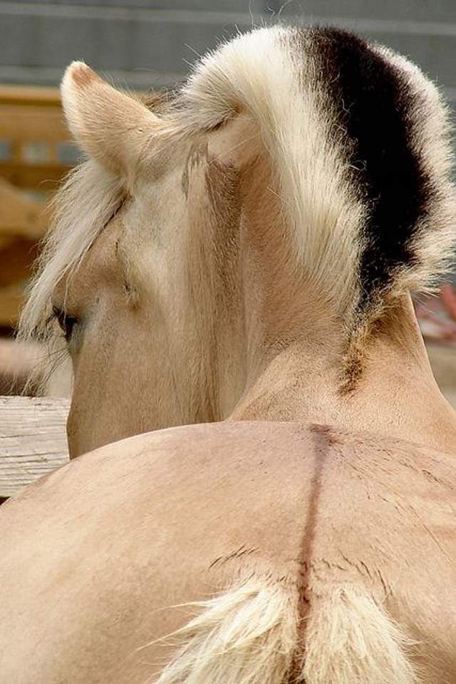 Shangrala's Beautiful Horses