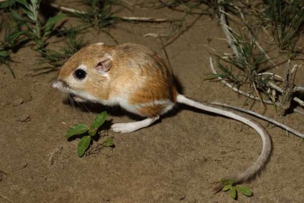 Shangrala's Incredible Animals