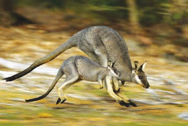 Shangrala's Kangaroos And Wallabies