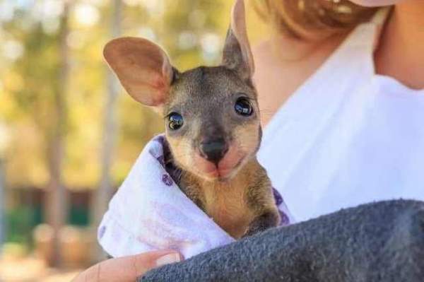 Shangrala's Kangaroos And Wallabies