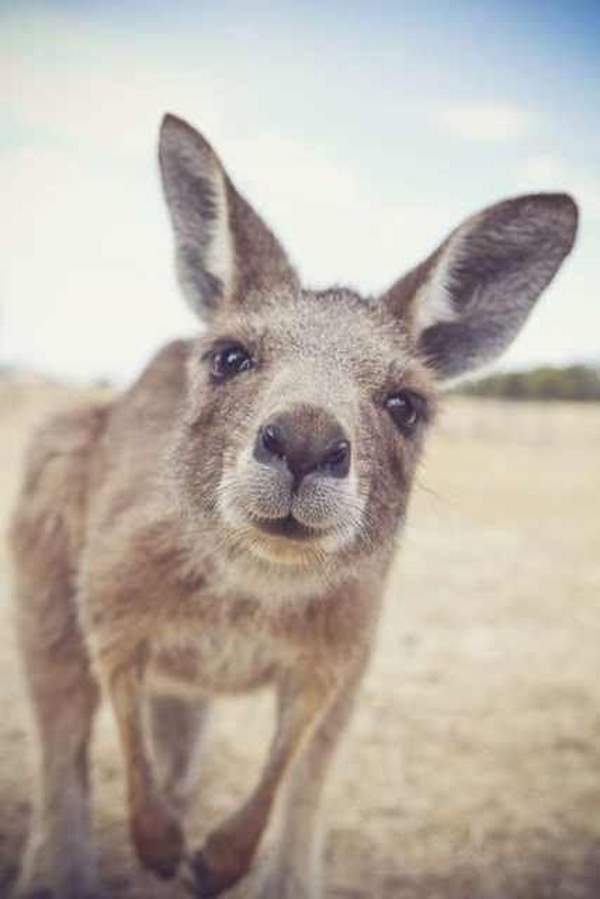 Shangrala's Kangaroos And Wallabies