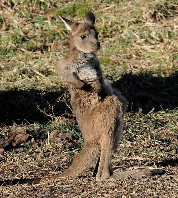 Shangrala's Kangaroos And Wallabies