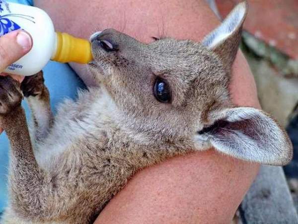 Shangrala's Kangaroos And Wallabies