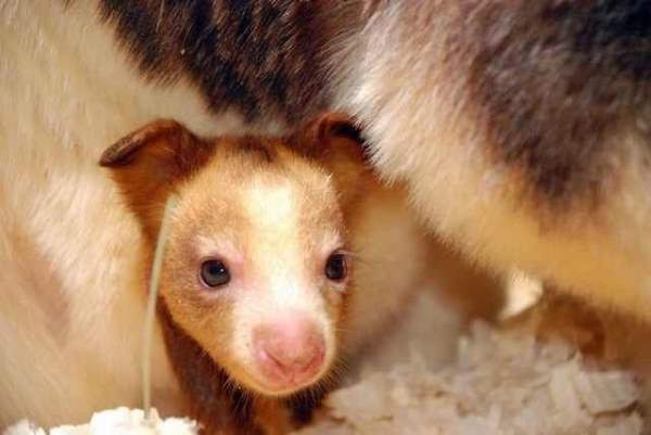 Shangrala's Kangaroos And Wallabies