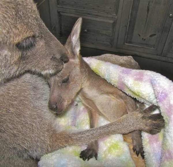 Shangrala's Kangaroos And Wallabies