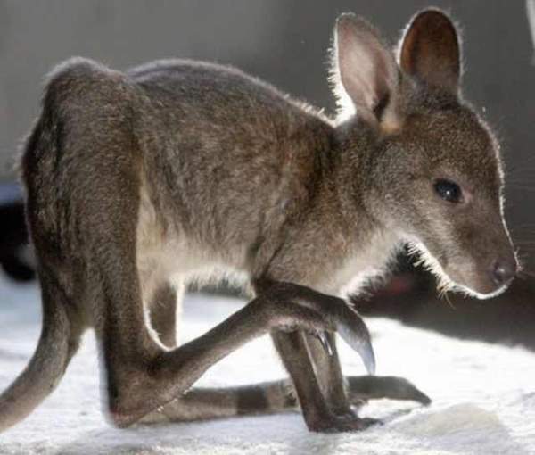 Shangrala's Kangaroos And Wallabies