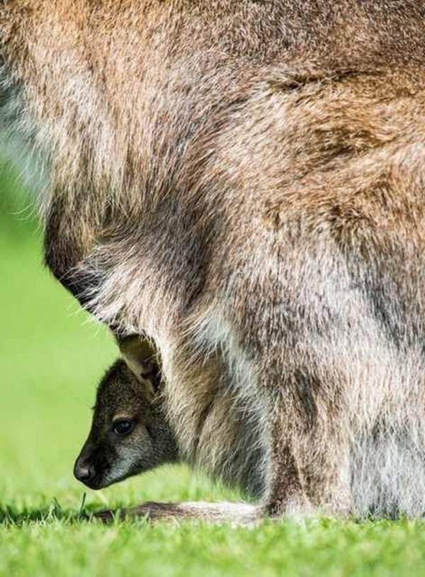 Shangrala's Kangaroos And Wallabies