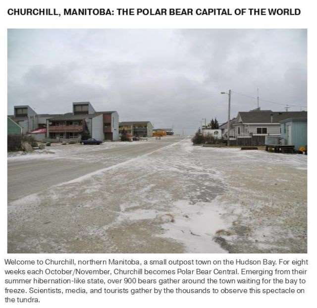 Shangrala's Polar Bear Capital