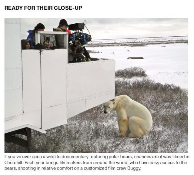 Shangrala's Polar Bear Capital