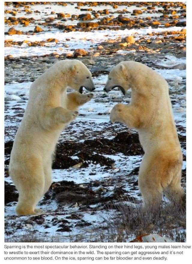 Shangrala's Polar Bear Capital