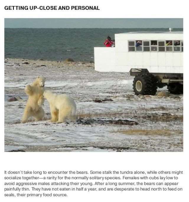 Shangrala's Polar Bear Capital