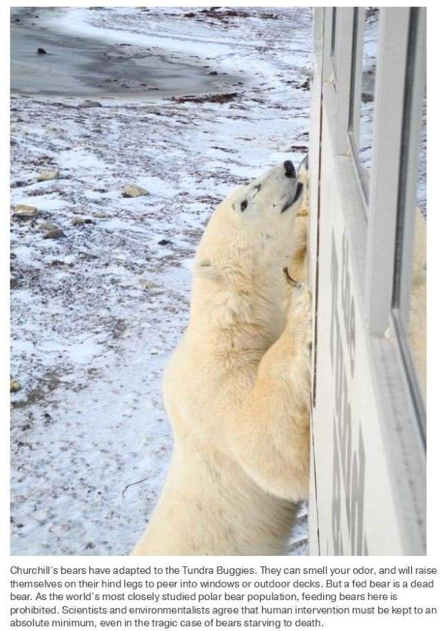 Shangrala's Polar Bear Capital