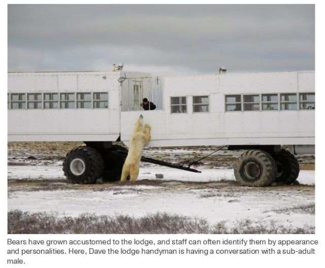 Shangrala's Polar Bear Capital