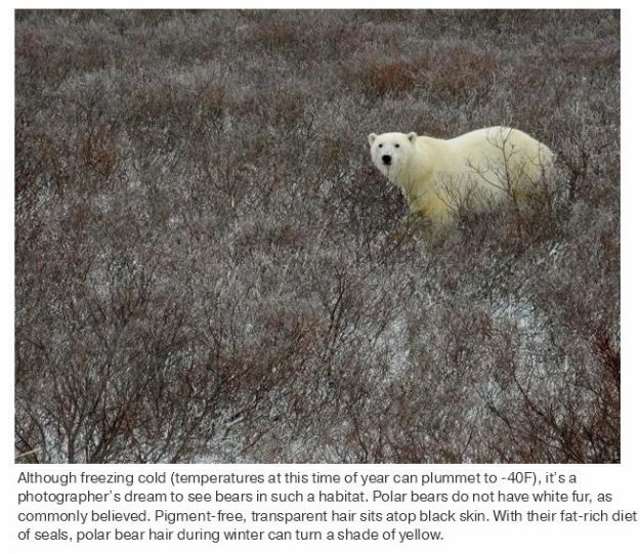 Shangrala's Polar Bear Capital