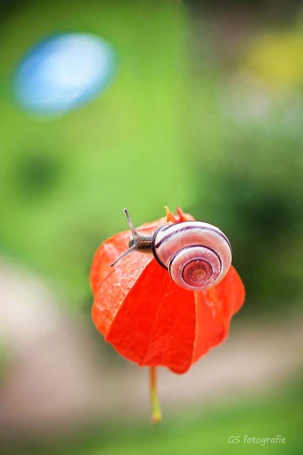 Shangrala's Magical Tiny Snails 2