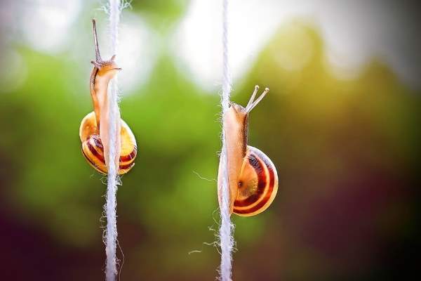 Shangrala's Magical Tiny Snails 2