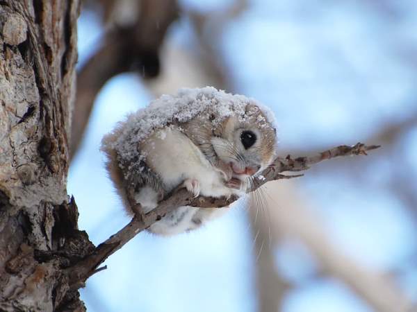 Shangrala's Cute Squirrels