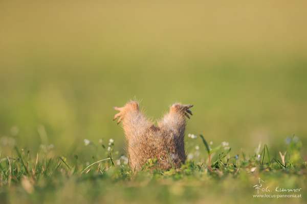 Shangrala's Cute Squirrels