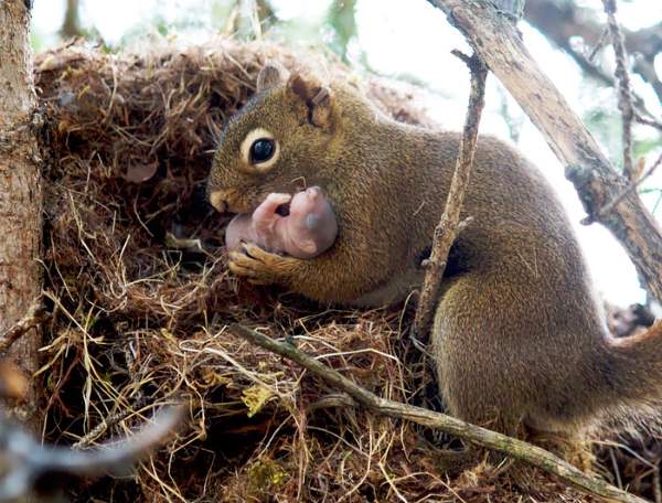 Shangrala's Cute Squirrels