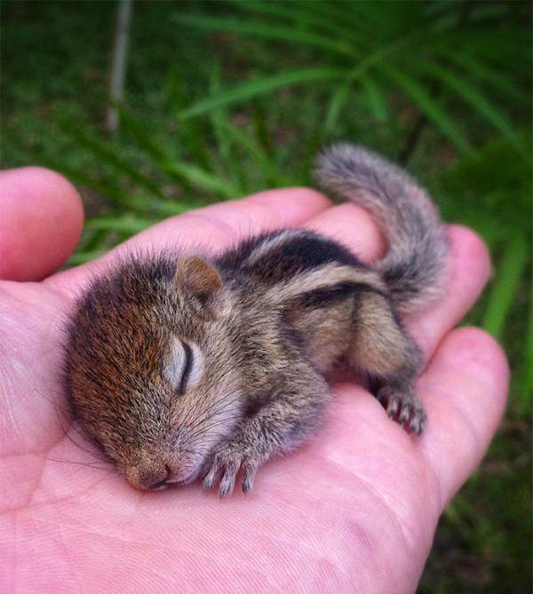 Shangrala's Cute Squirrels